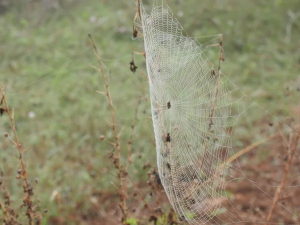 Apropierea Păianjen Frumos Pânză Picături Apă Într Fundal Natural Verde — Fotografie, imagine de stoc