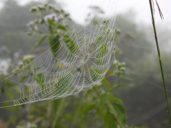 Apropierea Păianjen Frumos Pânză Picături Apă Într Fundal Natural Verde — Fotografie, imagine de stoc