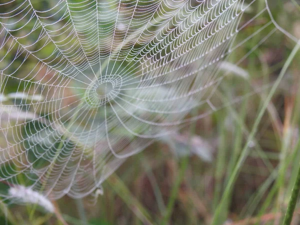 Gros Plan Belle Araignée Toile Avec Des Gouttes Eau Dans — Photo