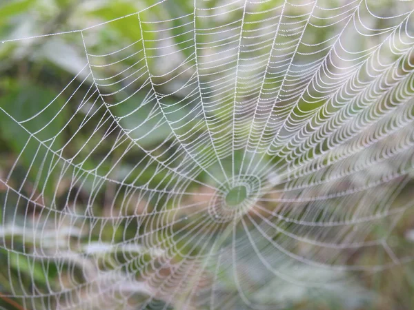 Apropierea Păianjen Frumos Pânză Picături Apă Într Fundal Natural Verde — Fotografie, imagine de stoc