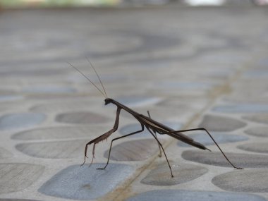 Güzel Kahverengi Peygamberdevesi Tüm vücudu çakıl taşı döşeme zemininde