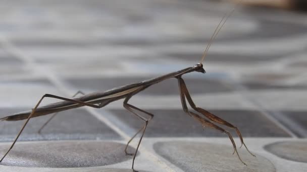 Closeup Bela Brown Praying Mantis Full Body Fundo Telhas Seixos — Vídeo de Stock