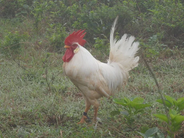 Closeup Beautiful Important Rooster Chickens Walk Agricultural Industry Farming Chickens — Stock Photo, Image