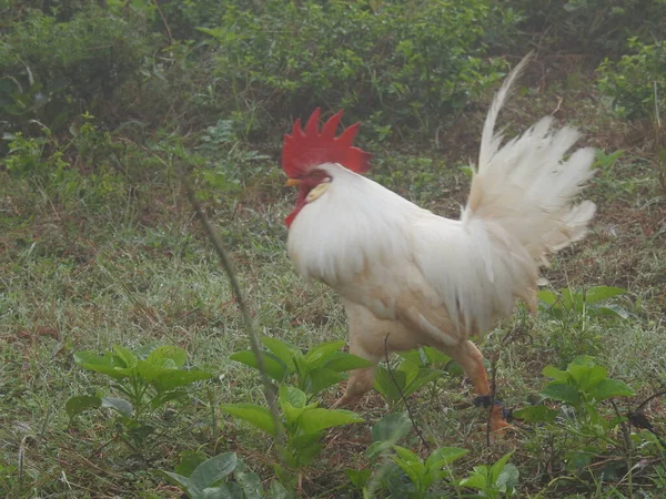 Fechar Belo Galo Importante Galinhas Para Passeio Indústria Agrícola Criação — Fotografia de Stock