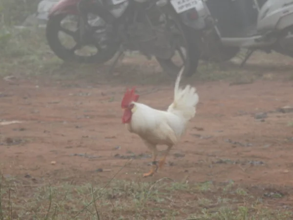 Fechar Belo Galo Importante Galinhas Para Passeio Indústria Agrícola Criação — Fotografia de Stock