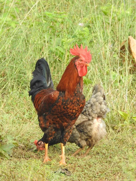 Primo Piano Bellissimi Polli Gallo Importanti Una Passeggiata Industria Agricola — Foto Stock