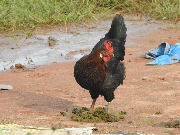 Fechar Belo Galo Importante Galinhas Para Passeio Indústria Agrícola Criação — Fotografia de Stock