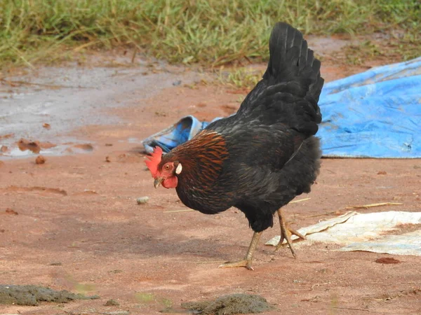 Fechar Belo Galo Importante Galinhas Para Passeio Indústria Agrícola Criação — Fotografia de Stock