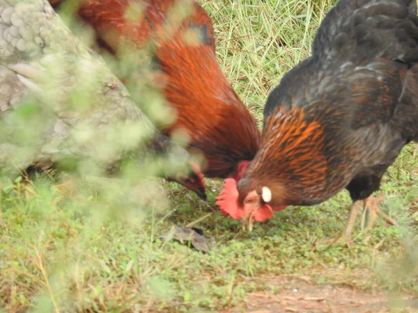 Güzel Önemli Bir Horozu Yürüyüşe Çıkarıyoruz Tarım Endüstrisi Tavukçuluk — Stok fotoğraf
