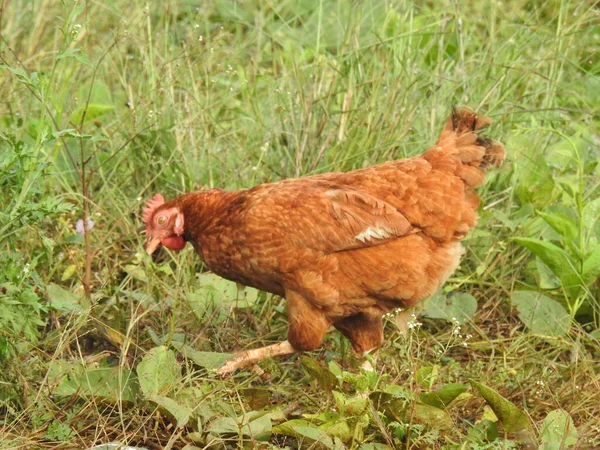 Крупный План Красивого Петуха Цыплят Прогулки Сельскохозяйственная Промышленность Сельское Хозяйство — стоковое фото