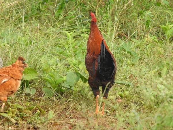 Gros Plan Beau Coq Important Poulets Pour Une Promenade Industrie — Photo