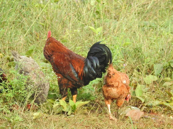 Güzel Önemli Bir Horozu Yürüyüşe Çıkarıyoruz Tarım Endüstrisi Tavukçuluk — Stok fotoğraf