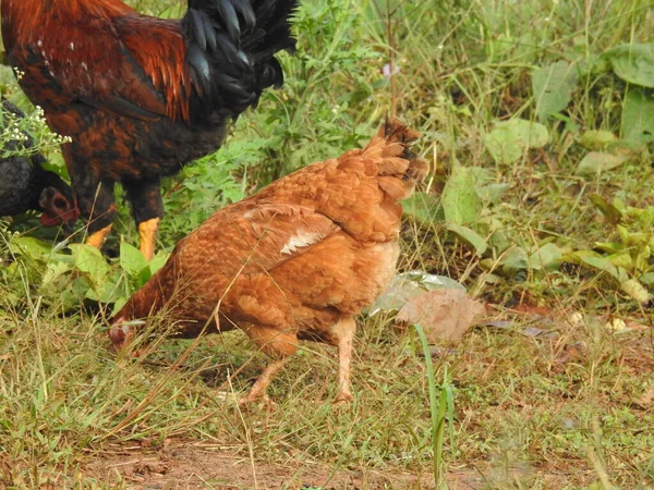 Närbild Vackra Viktig Tupp Kycklingar För Promenad Jordbruksindustri Odling Kycklingar — Stockfoto