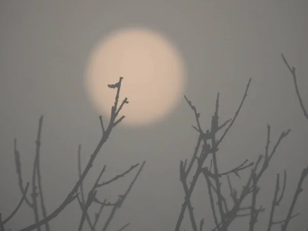 Closeup Beautiful Front View Misty Day Tree Branches Birds Front — 图库照片