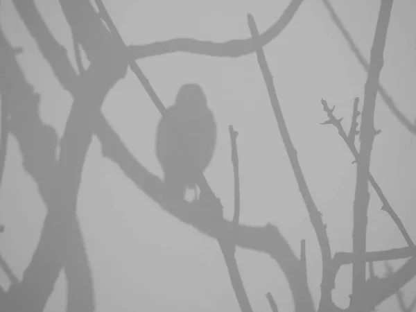 Красивый Вид Спереди Туманный День Ветки Деревьев Птицы Перед Небом — стоковое фото