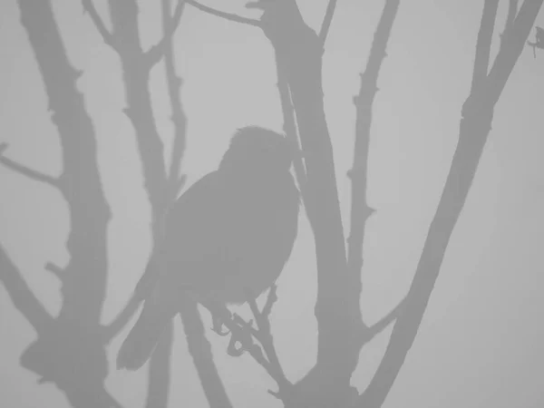 Zbliżenie Piękny Widok Przodu Mglisty Dzień Gałęzie Drzew Ptaków Przed — Zdjęcie stockowe