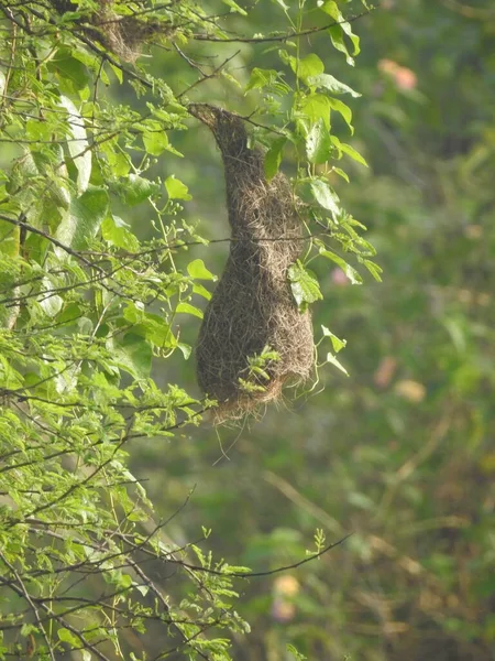 Güzel Hintli Vahşi Kuş Baya Weaver Yuvasına Yakın Plan — Stok fotoğraf