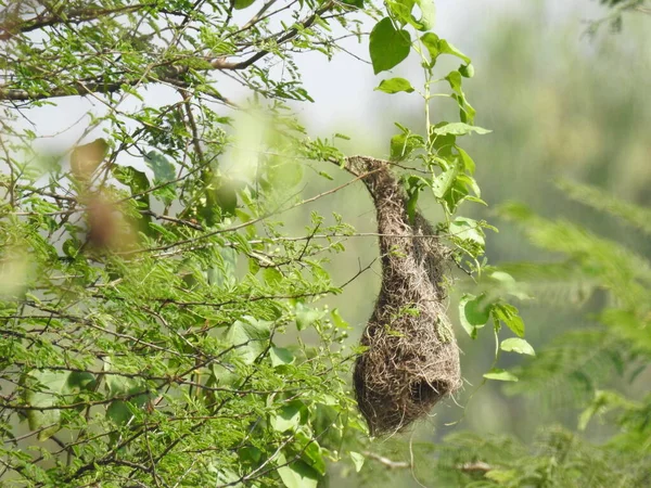 Nahaufnahme Des Schönen Indischen Wildvogels Baya Weaver Nest Einer Natur — Stockfoto