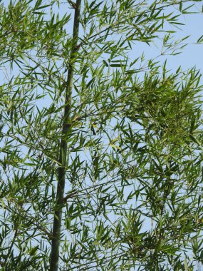 Closeup of beautiful Indian Bamboo Tree and branch with blue sky background