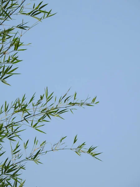 Closeup Beautiful Indian Bamboo Tree Branch Blue Sky Background — Stockfoto