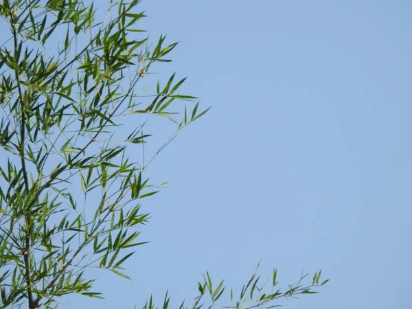 青い空を背景に美しいインドの竹の木と枝の閉鎖 — ストック写真