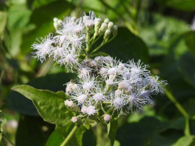 Closeup of beautiful view of Eupatorium odoratum woody herbaceous perennial growing as a climbing shrub and Orange color butterfly with black eyelid.