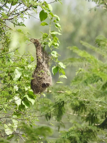 Nahaufnahme Des Schönen Indischen Wildvogels Baya Weaver Nest Einer Natur — Stockfoto