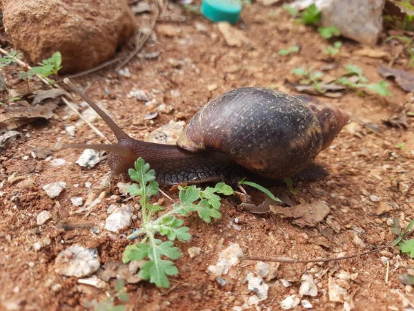 美しい巻貝ワームのカタツムリの閉鎖 シェルカタツムリの家軍ライン砂のフィールドに移動するインドの動物 — ストック写真