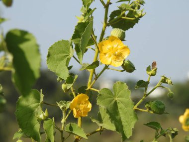 Closeup of beautiful Abutilon Indicum or Indian Mallow Plant leaves and flowers isolated on blue sky background