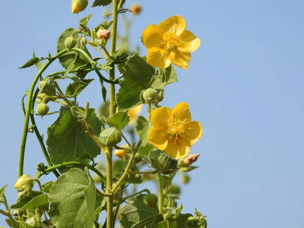 Closeup Beautiful Abutilon Indicum Indian Mallow Plant Leaves Flowers Isolated — стокове фото