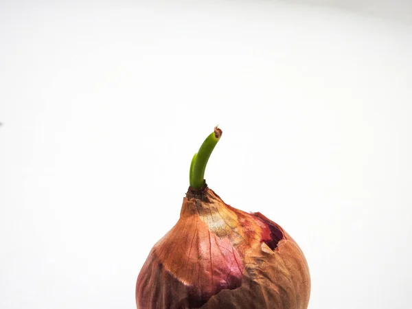 Closeup Red Onions Young Leaves Bud Isolated White Background — ストック写真