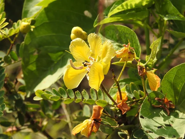 Closeup Beautiful Indian Yellow Color Wild Flower Caesalpinia Flowering Nature — Stockfoto