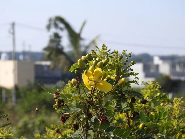 Güzel Hint Sarısı Renginin Yakın Çekimi Vahşi Çiçek Caesalpinia Bir — Stok fotoğraf