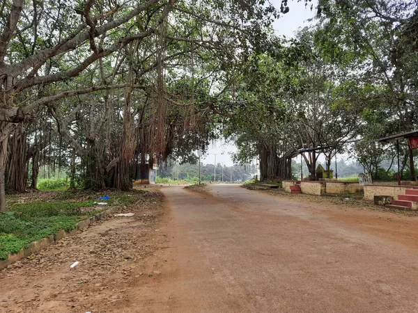 Közelkép Gyönyörű Indiai Aszfalt Között Hatalmas Banyan Tree Oldalán Utcán — Stock Fotó