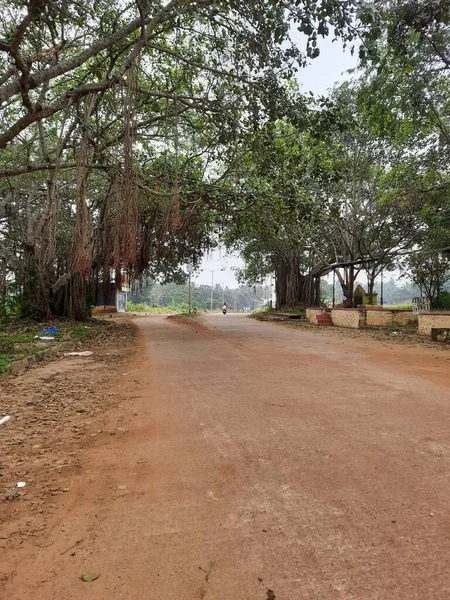 Fechamento Bela Estrada Asfalto Indiano Entre Enorme Lado Banyan Árvore — Fotografia de Stock