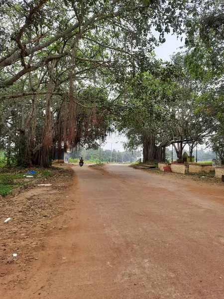 Fechamento Bela Estrada Asfalto Indiano Entre Enorme Lado Banyan Árvore — Fotografia de Stock