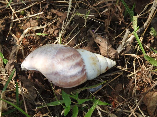 Primo Piano Bella Foresta Colorata Conchiglia Indiana Uno Sfondo Naturale — Foto Stock