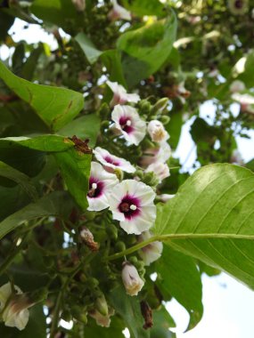Güzel beyaz ve pembe renkte sabah görkemi çiçekli sarmaşık bitkisinin doğa arka planında yakın çekimi.