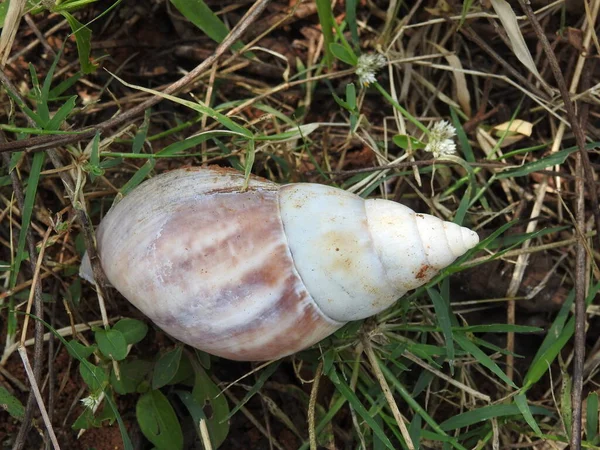 Closeup Beautiful Colorful Forest Indian Conch Nature Background Holding Hand — Stock Photo, Image