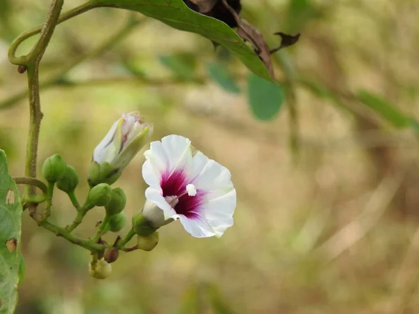 Nahaufnahme Von Schönen Weißen Und Rosa Farbe Morgenruhm Hibiskus Blume — Stockfoto