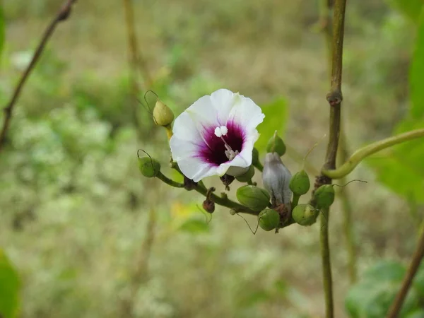 Close Van Mooie Witte Roze Kleur Ochtend Glorie Hibiscus Bloem — Stockfoto