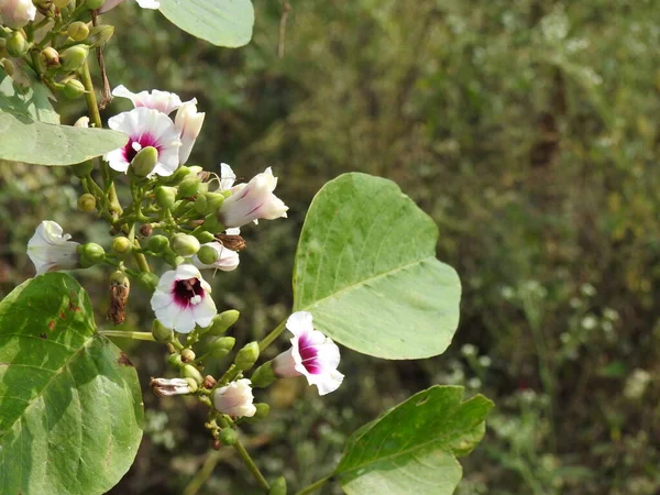 Lähikuva Kaunis Valkoinen Vaaleanpunainen Väri Aamulla Kunniaa Hibiscus Kukka Hiipivä — kuvapankkivalokuva