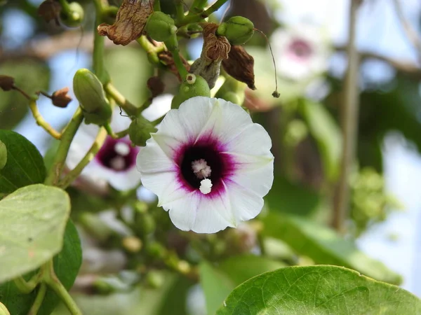 自然の中で美しい白とピンクの色の朝の栄光ハイビスカスの花のクリーパー植物の閉鎖背景 — ストック写真