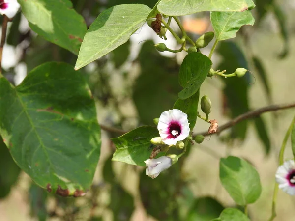 Nahaufnahme Von Schönen Weißen Und Rosa Farbe Morgenruhm Hibiskus Blume — Stockfoto