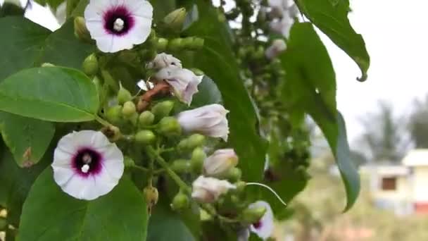 Zbliżenie Piękny Biały Różowy Kolor Rano Chwała Hibiskus Kwiat Creeper — Wideo stockowe