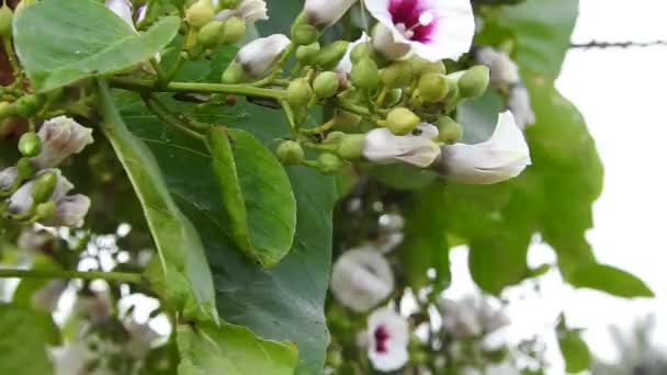 自然の中で美しい白とピンクの色の朝の栄光ハイビスカスの花のクリーパー植物の閉鎖背景 — ストック動画