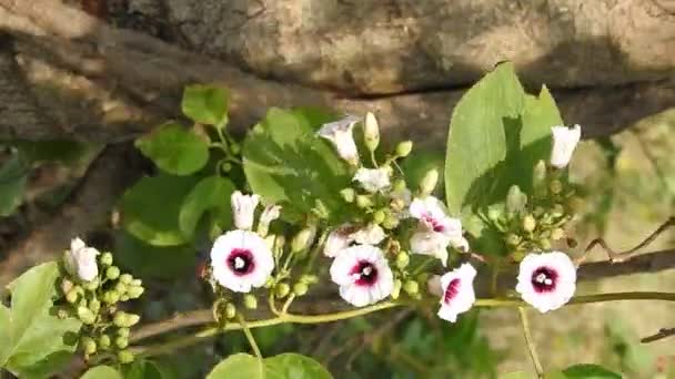 自然の中で美しい白とピンクの色の朝の栄光ハイビスカスの花のクリーパー植物の閉鎖背景 — ストック動画