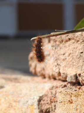 Güzel siyah ve kahverengi renkli tırtıl ya da Kambali Hulu doğa arka planında izole edilmiş.