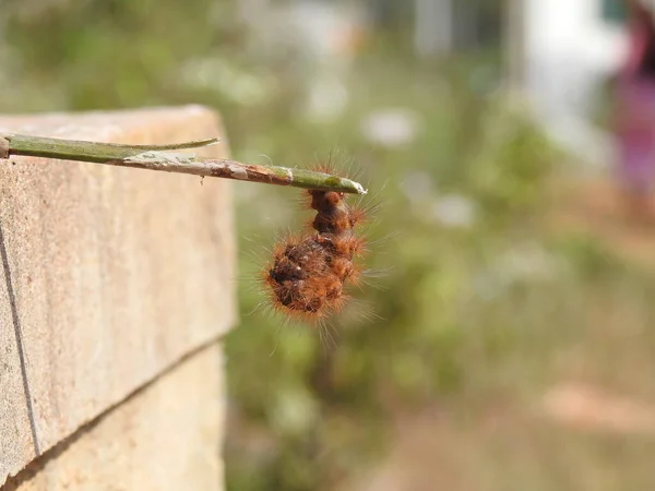 Closeup Beautiful Black Brown Color Caterpillar Kambali Hulu Isolated Nature — Stock Photo, Image