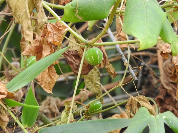 Fechar Bela Fruta Groselha Selvagem Indiana Com Fundo Natureza Verde — Fotografia de Stock